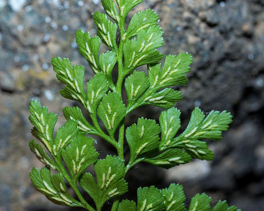 Asplenium ruta-muraria